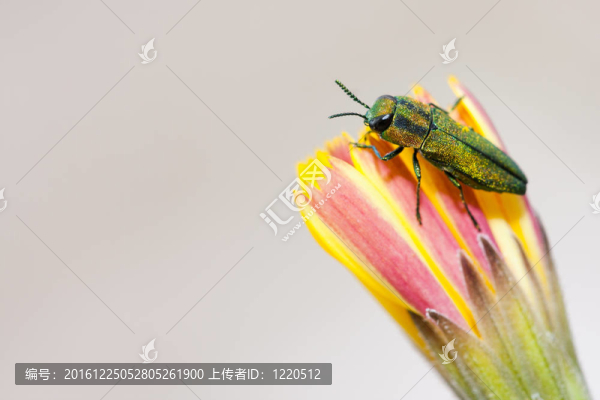寶石甲蟲