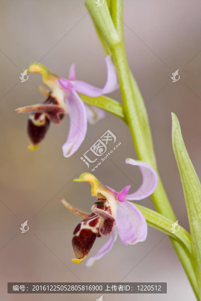 oestrifera眉頭
