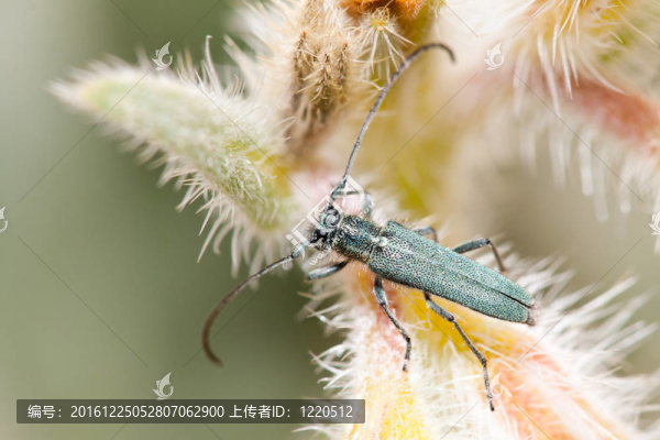 opsilia,coerulescens