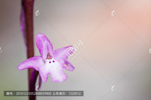 蘭花quadripunctata的