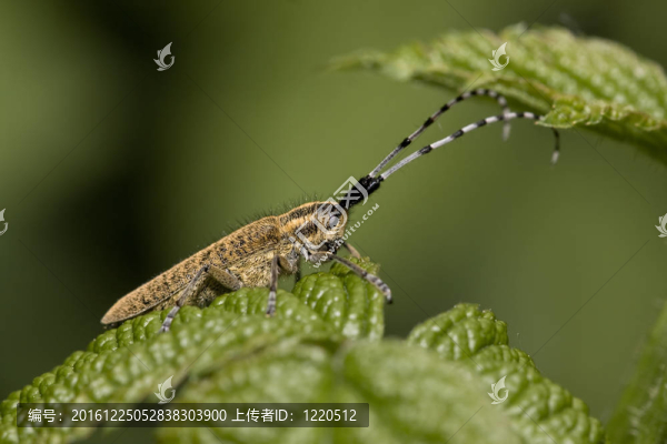 agapanthia,villosoviridescens