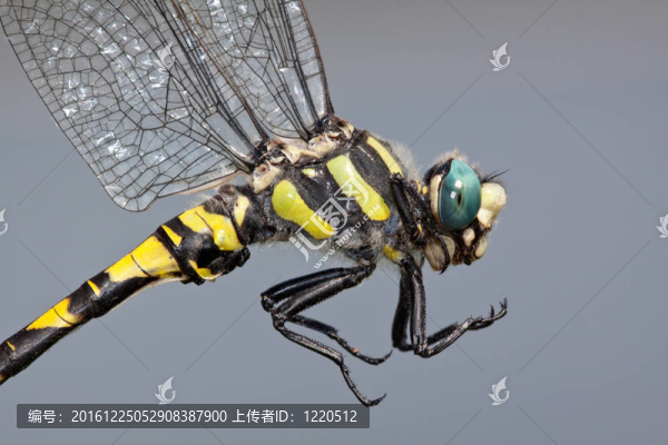 藍(lán)Eyed,Goldenring,Dragonfly