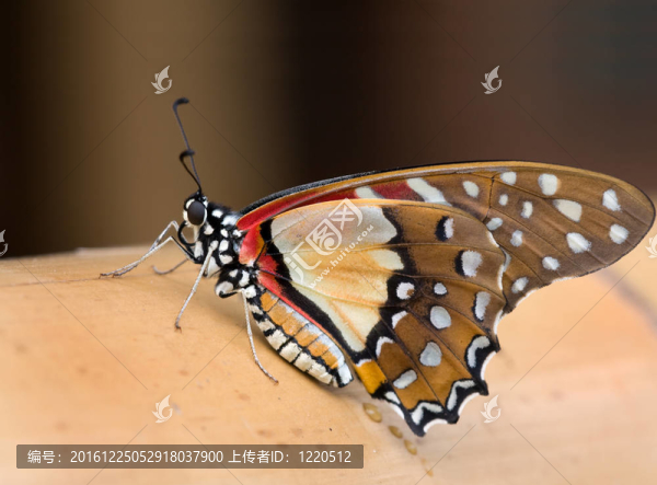 青angolanus