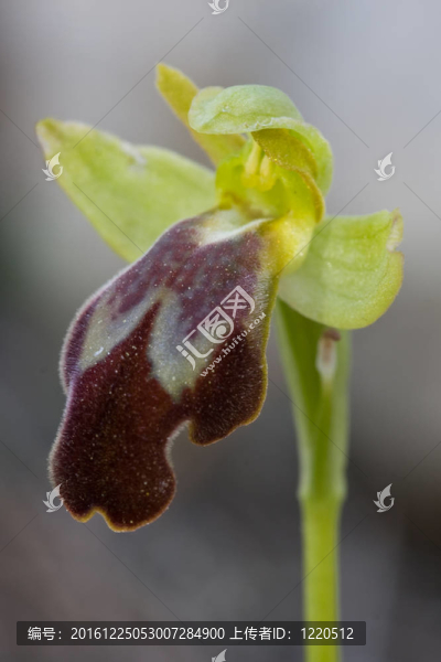 lupercalis眉頭