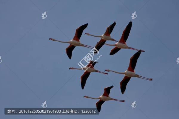 大紅鸛