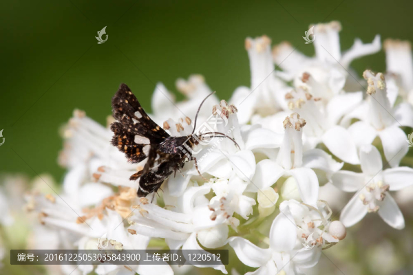thyris,fenestrella