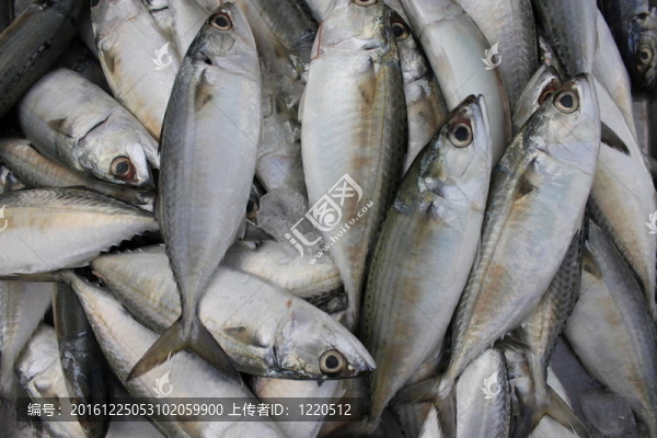 吞拿魚(yú)-匯圖網(wǎng) www.fosd68.com 吞拿魚(yú)