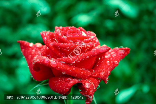 雨后盛開(kāi)的玫瑰