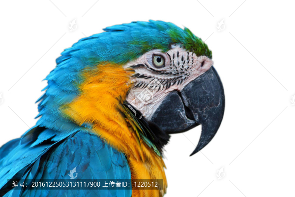 Parrot；Blue和黃色的金剛鸚鵡