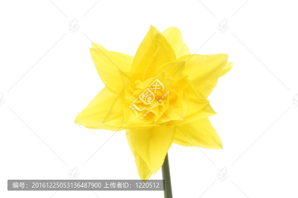 水仙的花