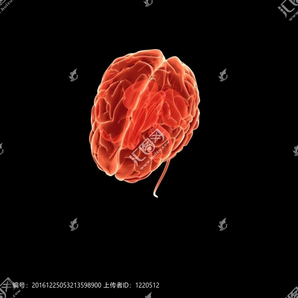 人類的大腦
