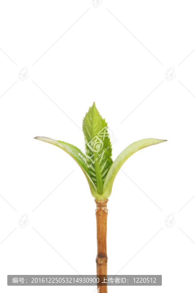 鮮綠苗