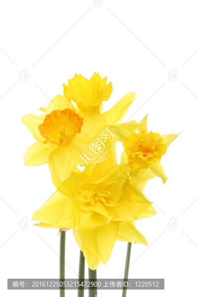混合水仙花花組