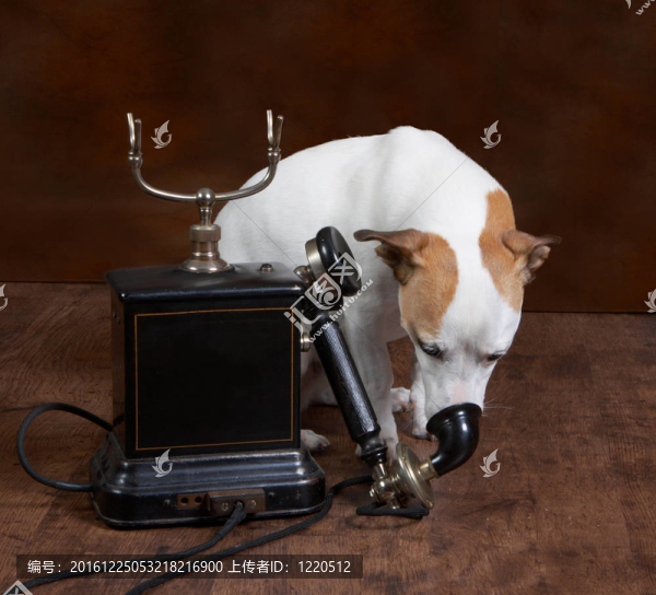 狗在電話里