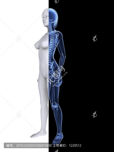 X射線的女性骨架