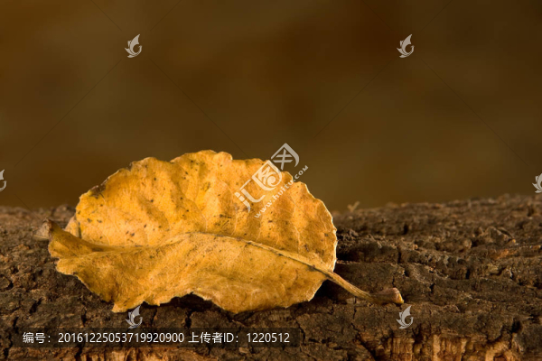 山毛櫸葉