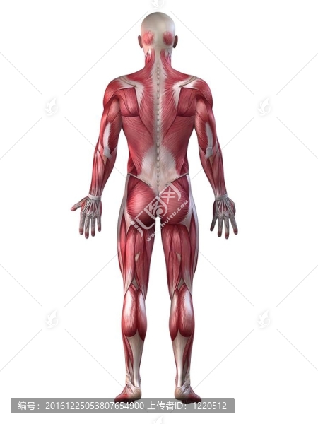男性的肌肉系統(tǒng)