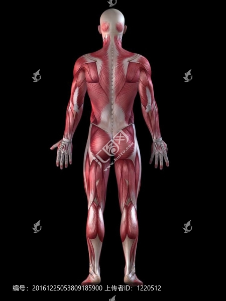 男性的肌肉系統(tǒng)