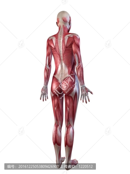 女性的肌肉系統(tǒng)
