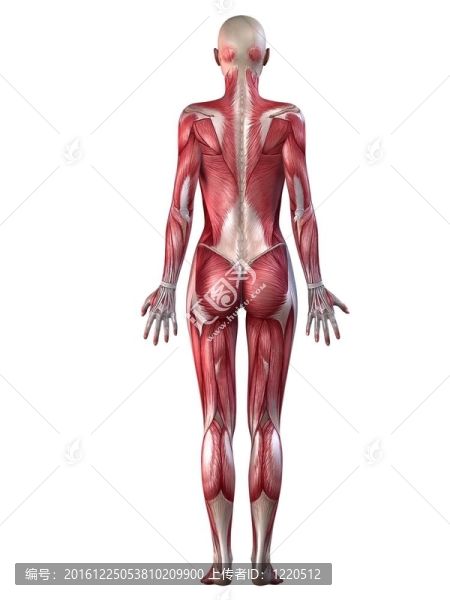 女性的肌肉系統(tǒng)