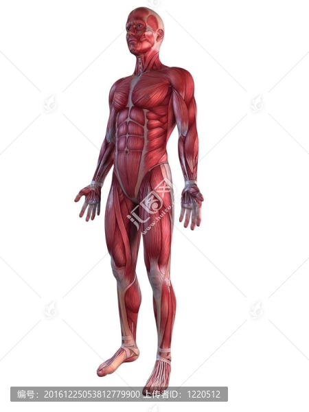 男性的肌肉系統(tǒng)