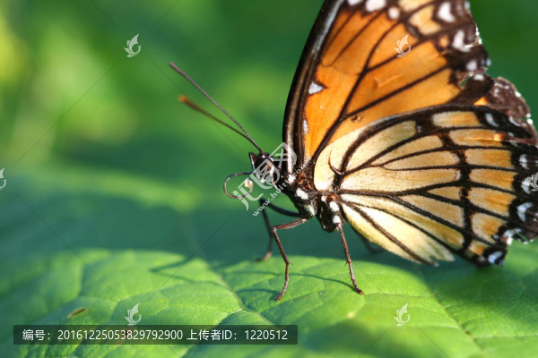 總督蝶Limenitis