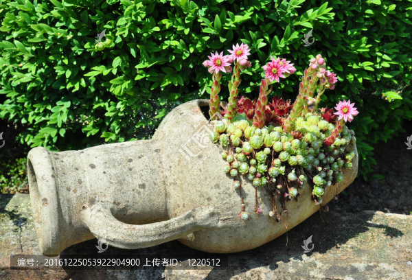 Houseleek,flowers（長生）在酒壺