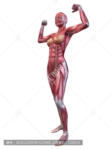 女性健美運動員的姿勢