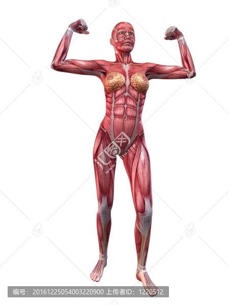 女性的肌肉系統(tǒng)