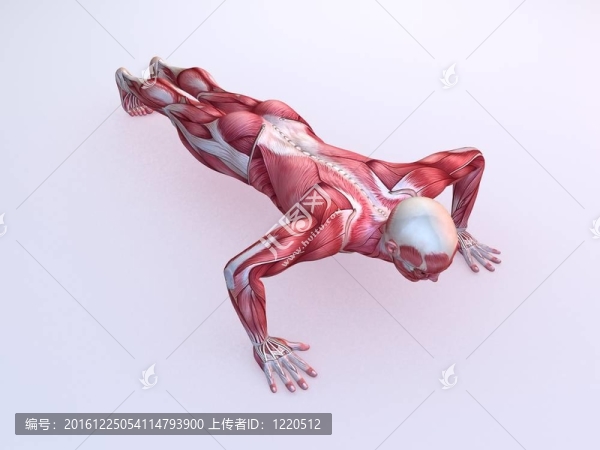 男性鍛煉俯臥撐
