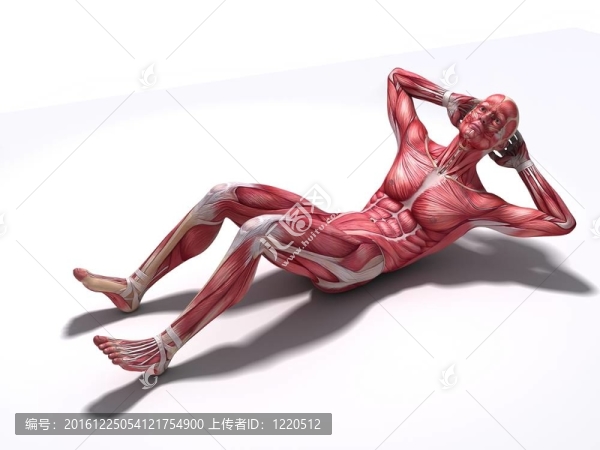 緊縮腹肌鍛煉