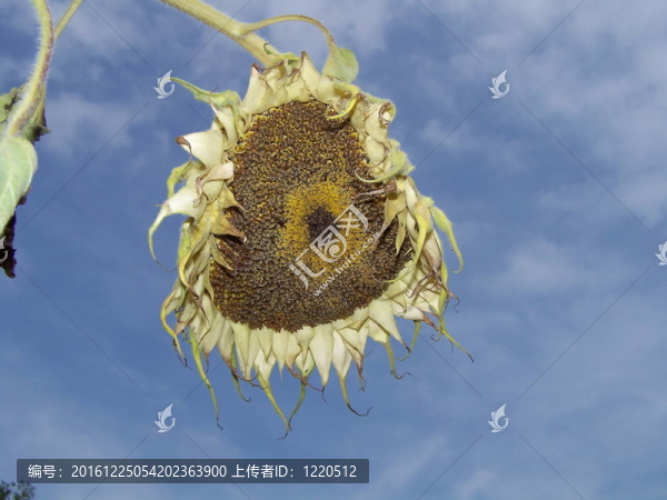 垂死的向日葵