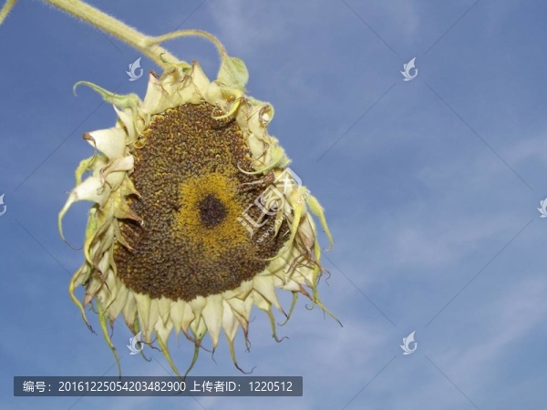 垂死的向日葵
