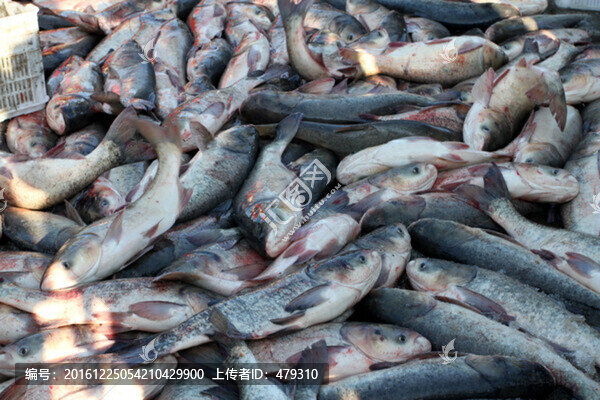 冬捕,捕魚(yú),打凍網(wǎng)