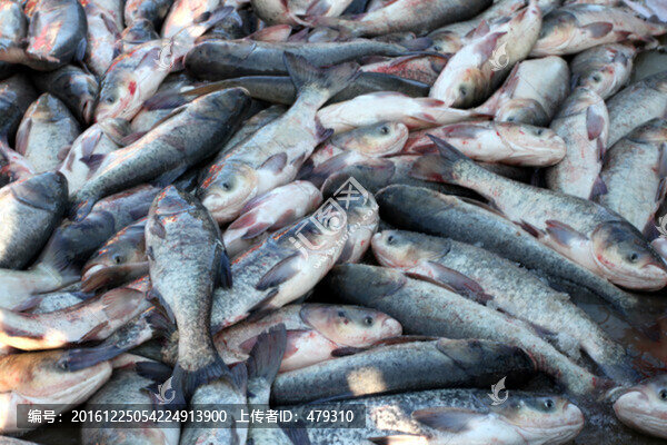 冬捕,捕魚,打凍網(wǎng)
