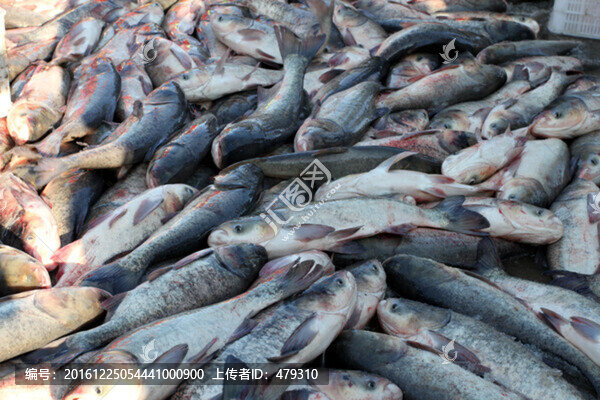 冬捕,捕魚,打凍網(wǎng)