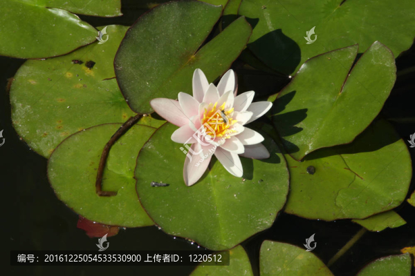 睡蓮（粉紅色）