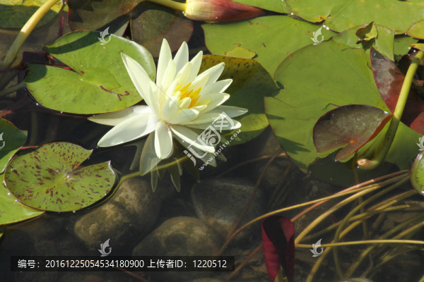 睡蓮（白色）