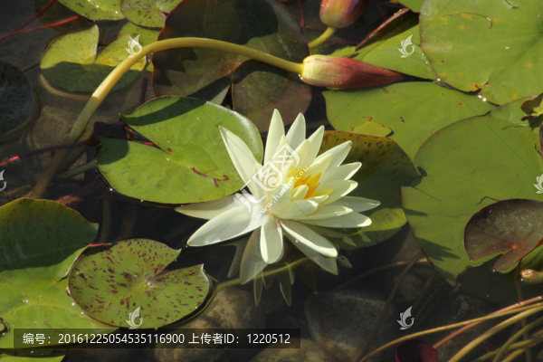 睡蓮（白色）