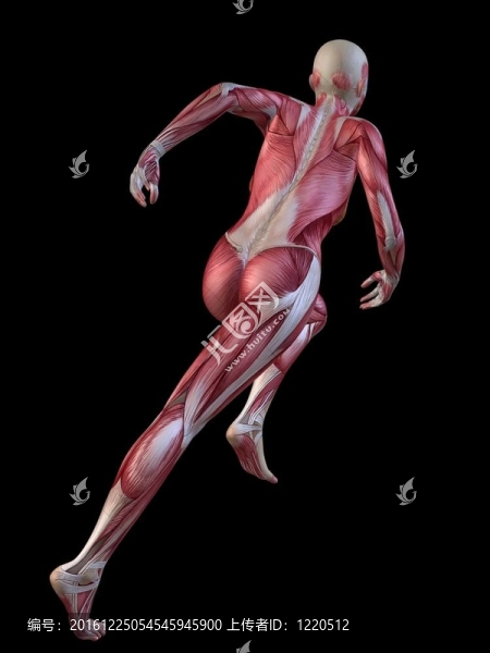 3D肌肉模型