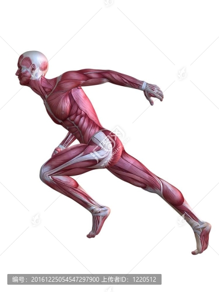 3D肌肉模型