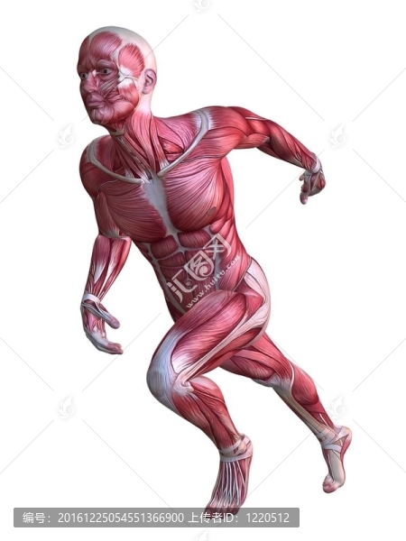 3D肌肉模型