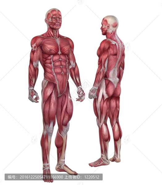 人體的肌肉系統(tǒng)