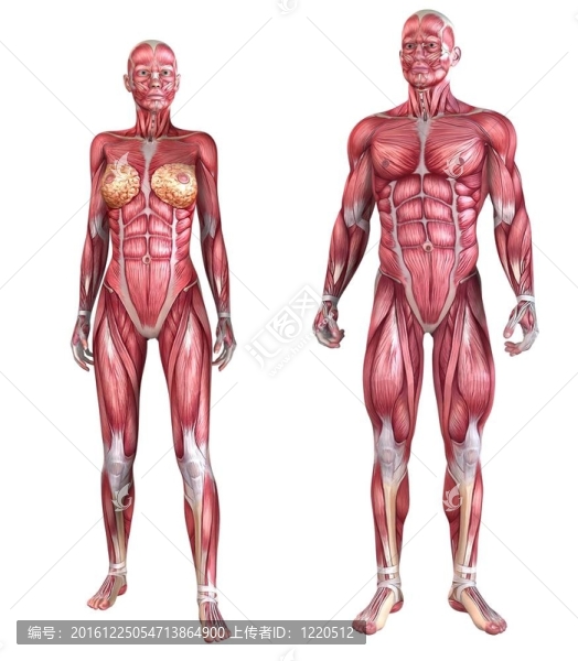 人體的肌肉系統(tǒng)