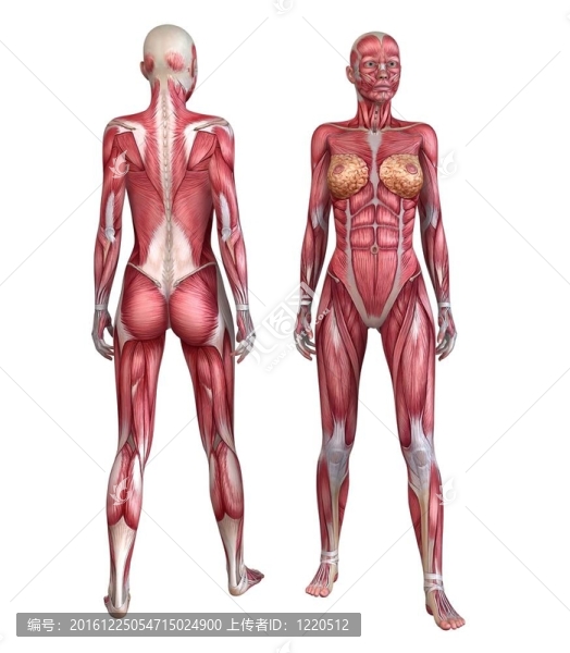 人體的肌肉系統(tǒng)