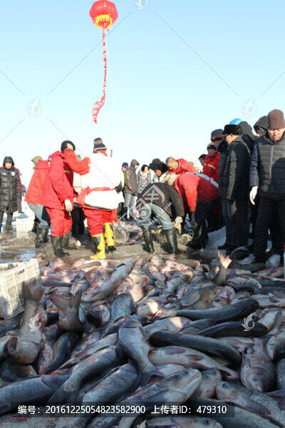 冬捕,捕魚,打凍網(wǎng),淡水魚