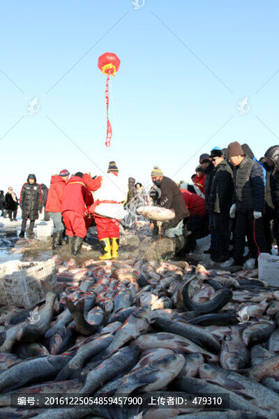 冬捕,捕魚,打凍網(wǎng)