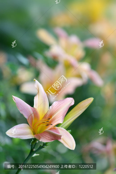 百合花