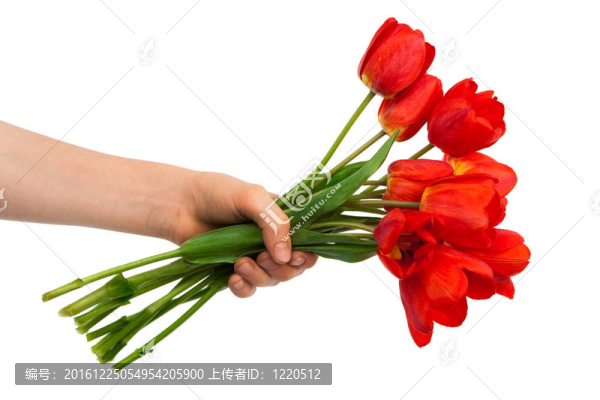 手中的郁金香