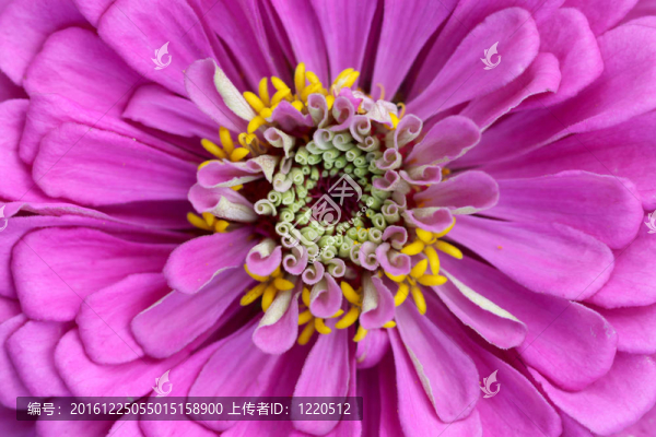 百日草的花